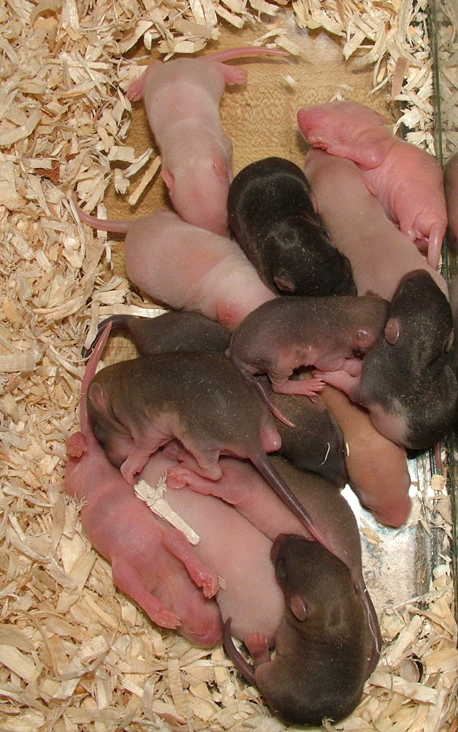 mláďata potkanov